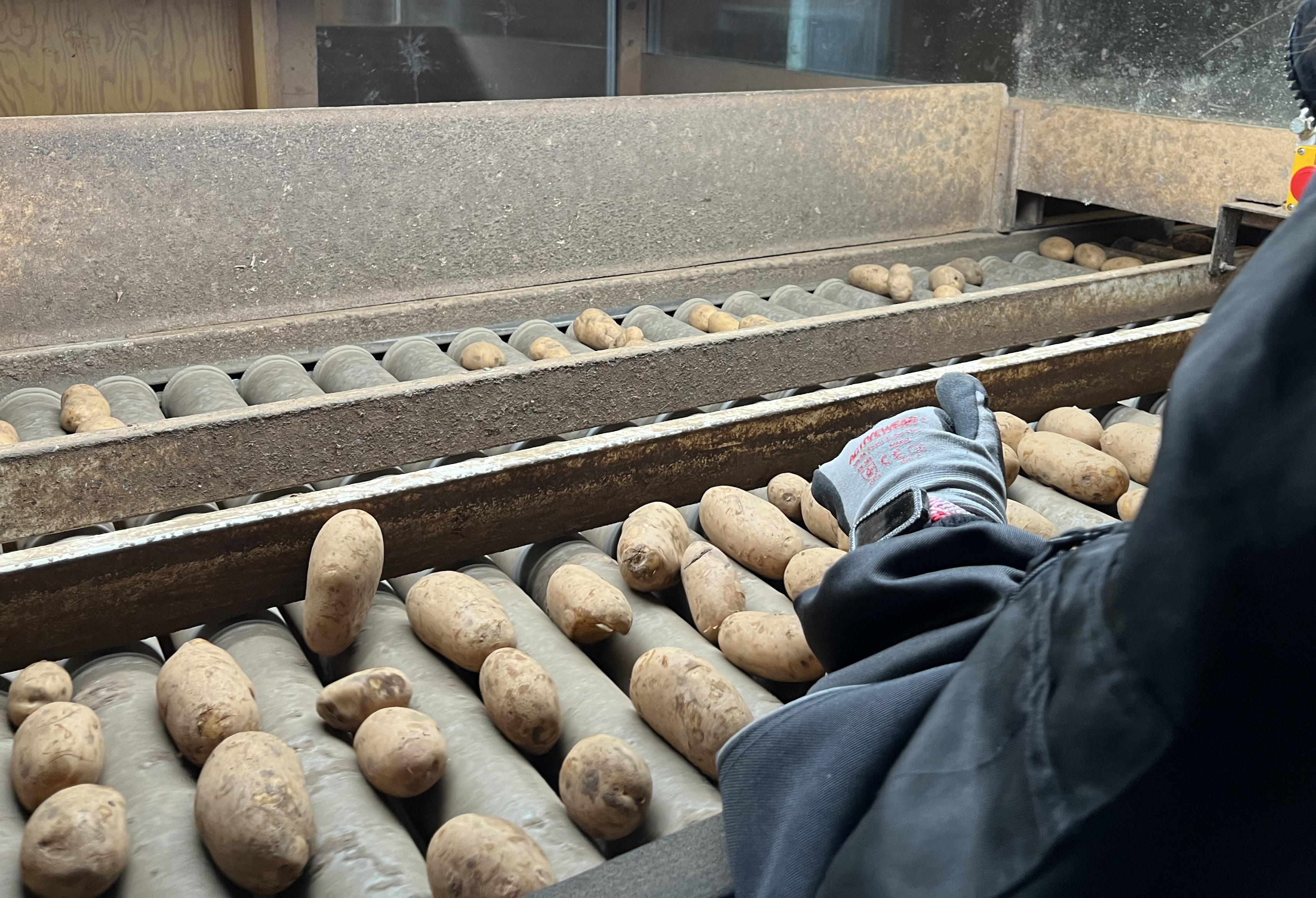 potatis sortering